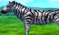 Cuidando da Zebra