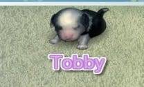 Cuidar do Tobby