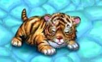 O Pequeno Tigre
